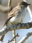 Eastern Phoebe