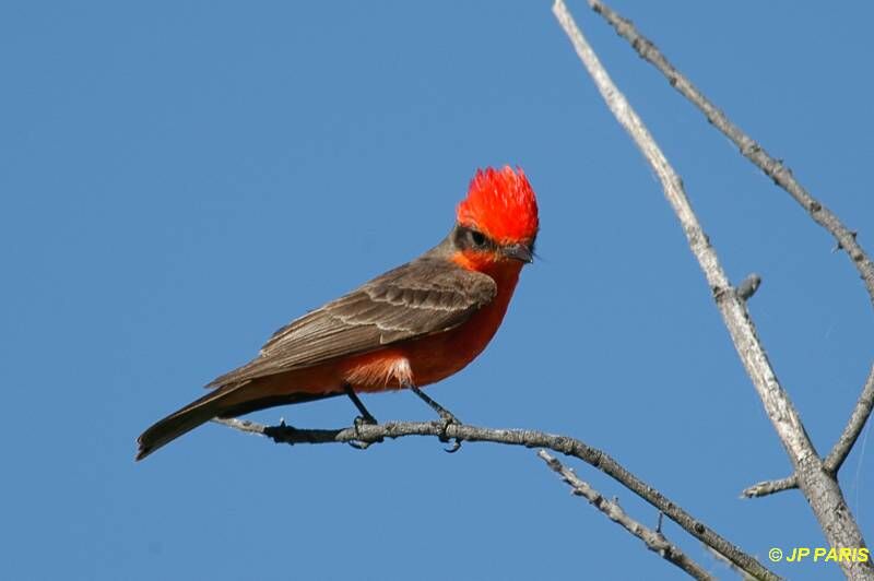 Vermilion Flycatcher