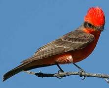 Vermilion Flycatcher