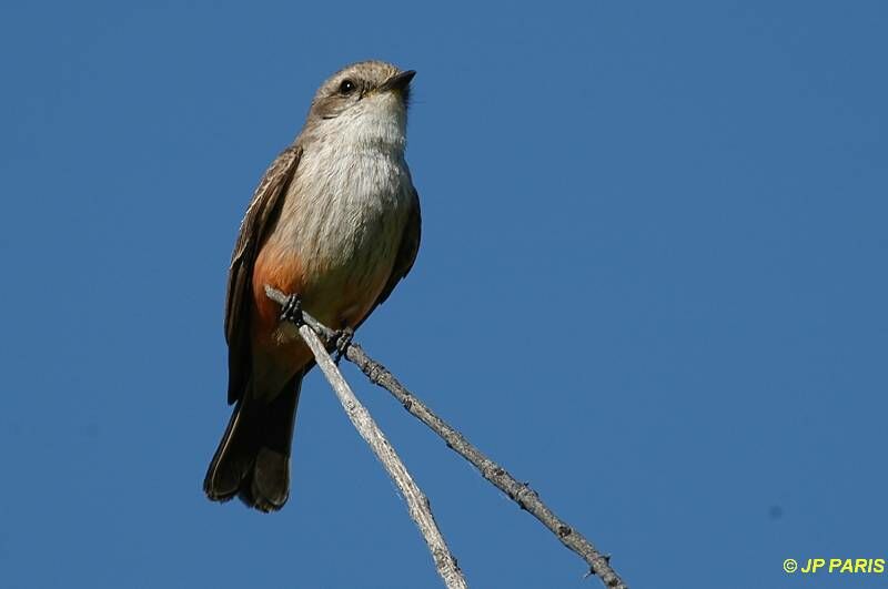 Vermilion Flycatcher