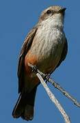 Vermilion Flycatcher