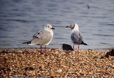 Mouette à tête grise