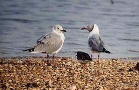 Grey-headed Gull