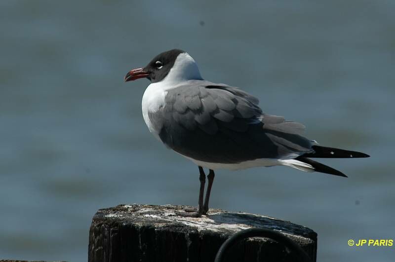 Mouette atricille