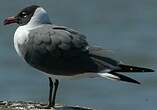 Mouette atricille