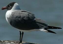 Laughing Gull