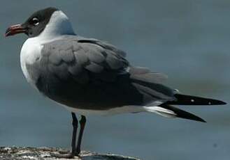 Mouette atricille