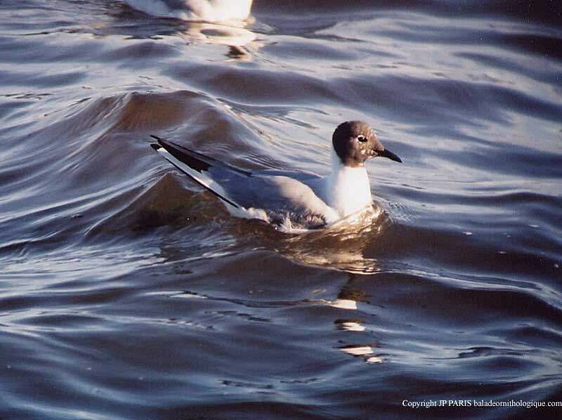 Bonaparte's Gull