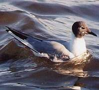 Bonaparte's Gull