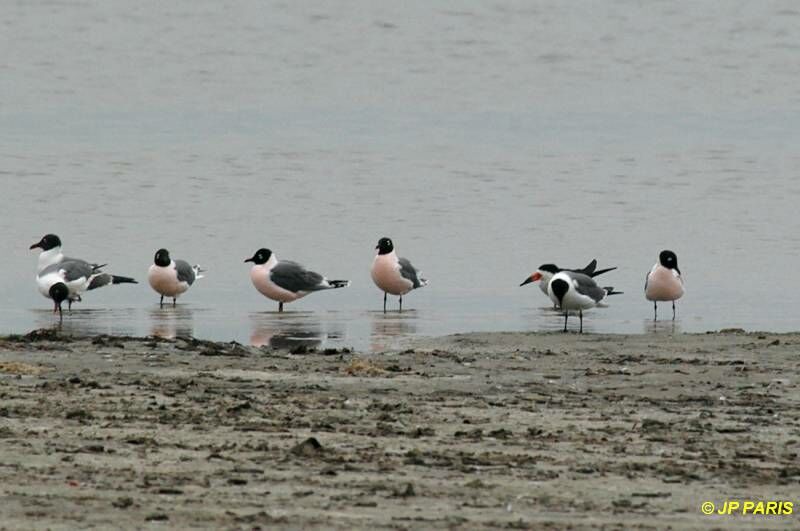 Franklin's Gull