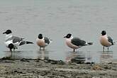 Mouette de Franklin