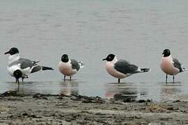 Franklin's Gull