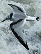 Black-legged Kittiwake