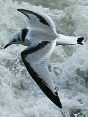 Mouette tridactyle