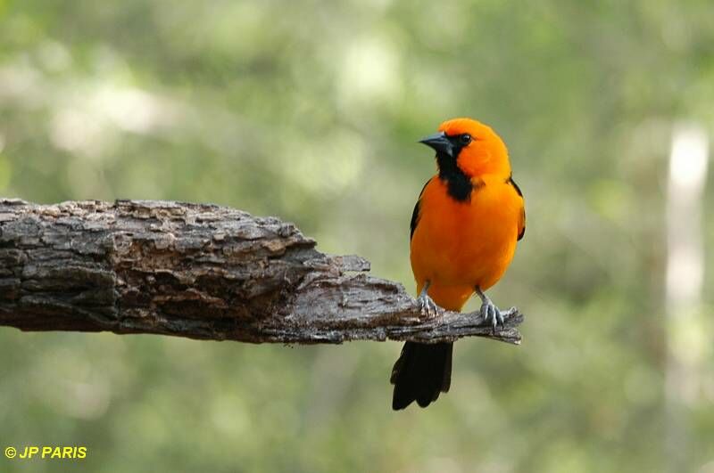 Altamira Oriole