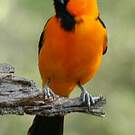 Oriole à gros bec