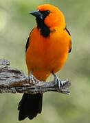 Oriole à gros bec