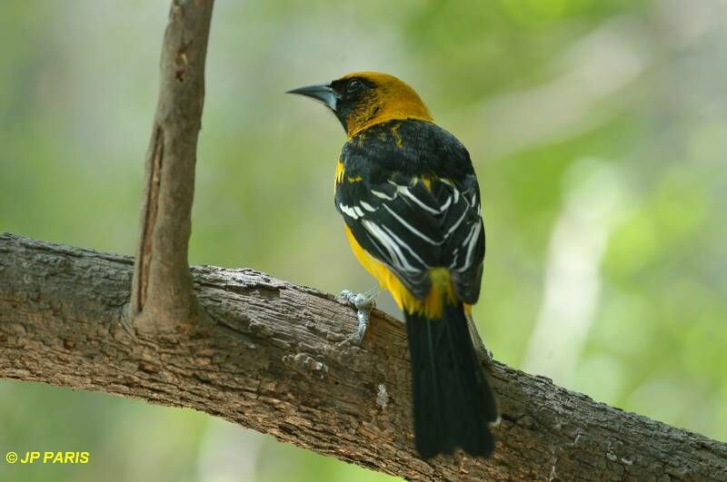 Oriole à gros bec