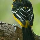Oriole à gros bec