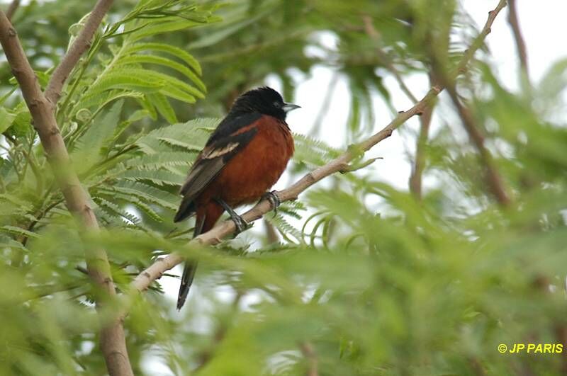 Orchard Oriole