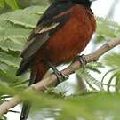 Oriole des vergers