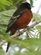 Orchard Oriole