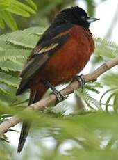 Oriole des vergers