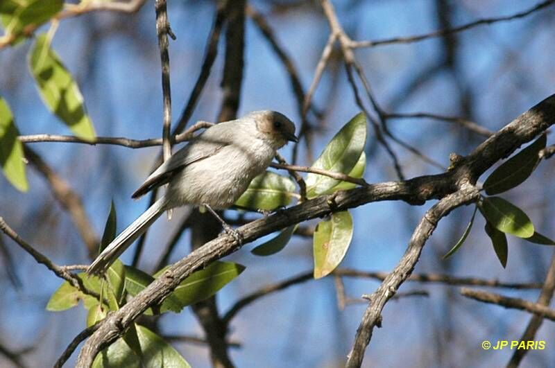 American Bushtit