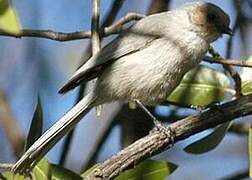 American Bushtit