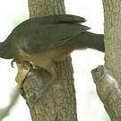 Ortalide chacamel