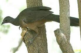 Plain Chachalaca