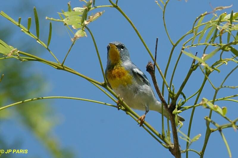 Paruline à collier