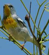 Northern Parula