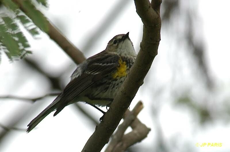 Myrtle Warbler