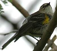 Myrtle Warbler