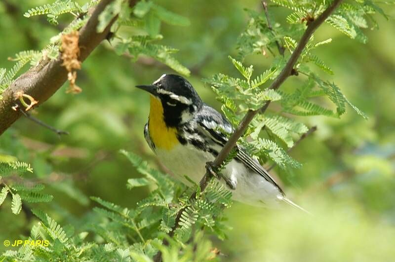 Yellow-throated Warbler