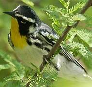 Yellow-throated Warbler