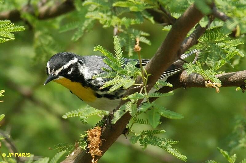 Yellow-throated Warbler