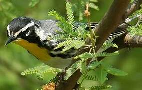 Yellow-throated Warbler