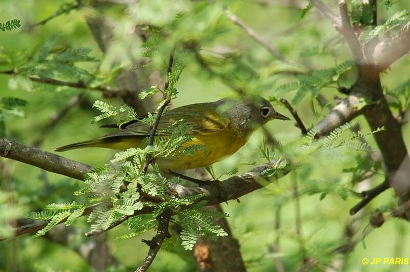 Nashville Warbler