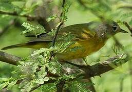 Nashville Warbler