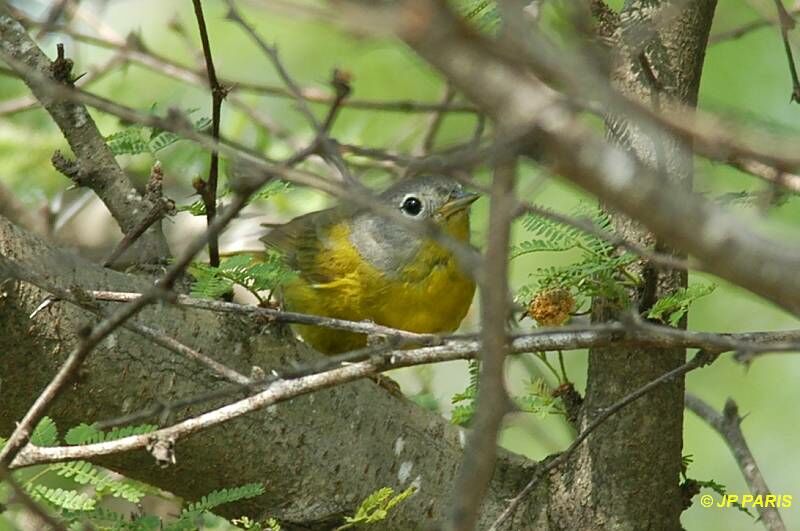 Nashville Warbler