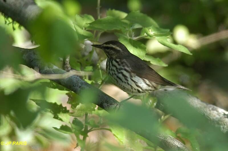 Northern Waterthrush