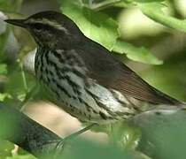 Northern Waterthrush