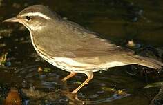 Paruline hochequeue