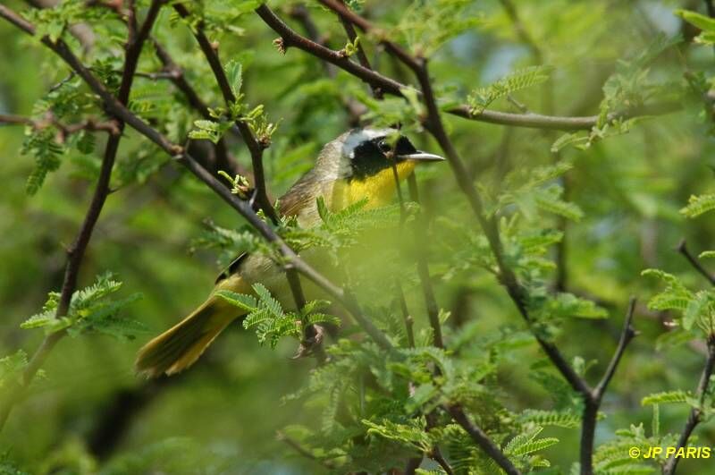 Common Yellowthroat