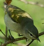 Tennessee Warbler