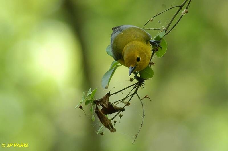 Prothonotary Warbler