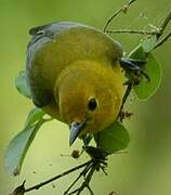 Prothonotary Warbler