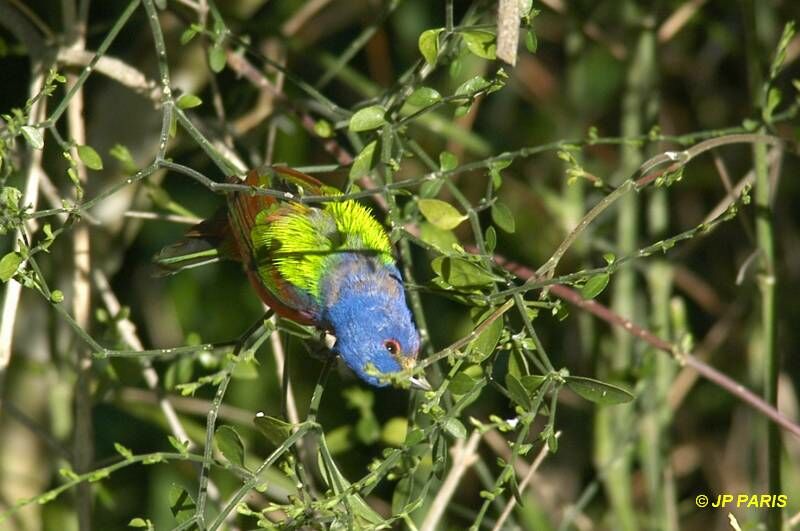 Passerin nonpareil